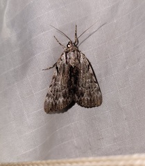 Catocala gracilis
