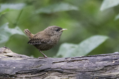 Troglodytes troglodytes