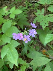 Phlox carolina