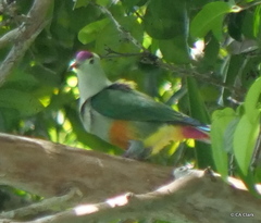 Ptilinopus pelewensis