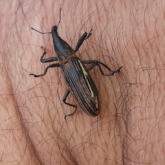 Lixus apterus