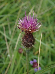 Centaurea debeauxii