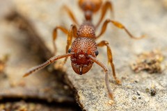 Myrmica striolagaster
