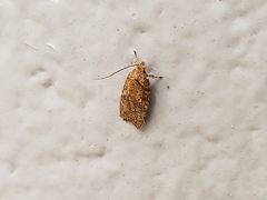 Agonopterix robiniella