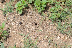 Myrmecocystus mimicus