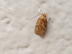 Agonopterix robiniella