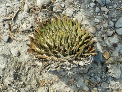 Ariocarpus trigonus