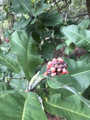 Magnolia macrophylla ashei