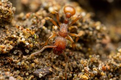 Myrmica striolagaster