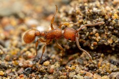 Myrmica striolagaster