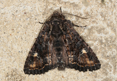 Neumichtis spumigera