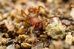 Myrmica striolagaster