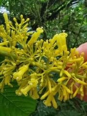 Palicourea lasiorrhachis