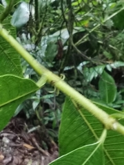 Palicourea lasiorrhachis