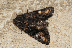 Neumichtis spumigera