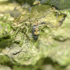 Piesocorynus plagifer