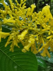 Palicourea lasiorrhachis