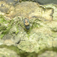 Piesocorynus plagifer