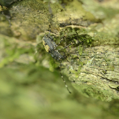 Piesocorynus plagifer