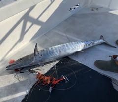 Acanthocybium solandri