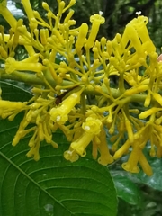 Palicourea lasiorrhachis