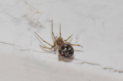 Steatoda triangulosa