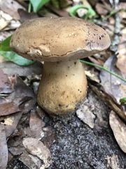 Tylopilus rhodoconius