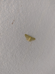 Nemoria lixaria