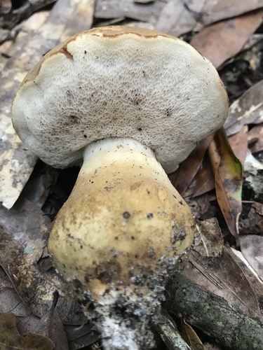 Tylopilus image