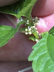 Pilea pumila