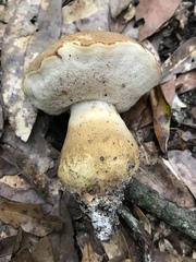 Tylopilus rhodoconius