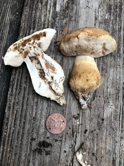 Tylopilus rhodoconius