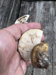 Tylopilus rhodoconius