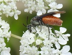 Arge abdominalis