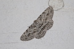 Stenoporpia pulmonaria