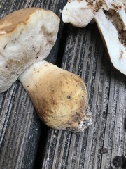 Tylopilus rhodoconius