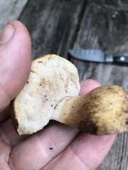 Tylopilus rhodoconius