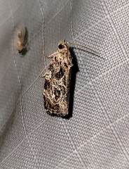 Phaecasiophora confixana