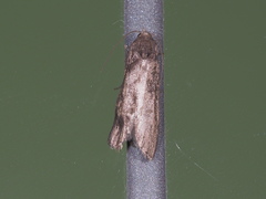 Martyringa ravicapitis