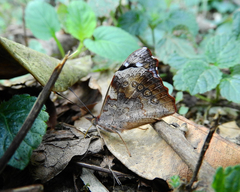Cybdelis phaesyla