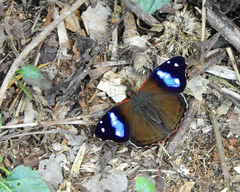 Cybdelis phaesyla