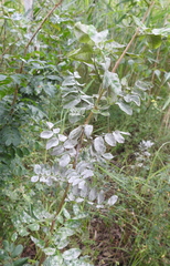 Erysiphe palczewskii
