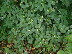Tilia cordata