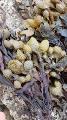 Fucus guiryi