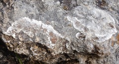 Squamulea galactophylla