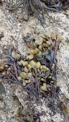 Fucus guiryi