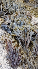 Fucus guiryi