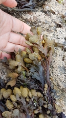 Fucus guiryi