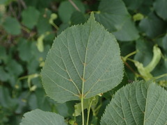 Tilia cordata