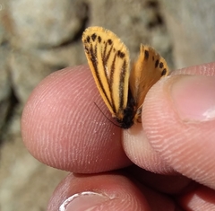 Setina aurita